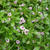 ヒメイワダレソウの花2023、最近撮った写真#ameba写真部