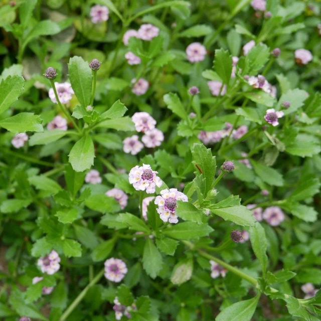 ヒメイワダレソウの花2023、最近撮った写真#ameba写真部