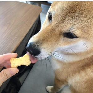 クッキー苦手なわんこも食べた 手作りパイナップルクッキー By 犬ごはん先生 いちかわあやこさん レシピブログ 料理ブログのレシピ満載