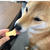 クッキー苦手なわんこも食べた!?手作りパイナップルクッキー