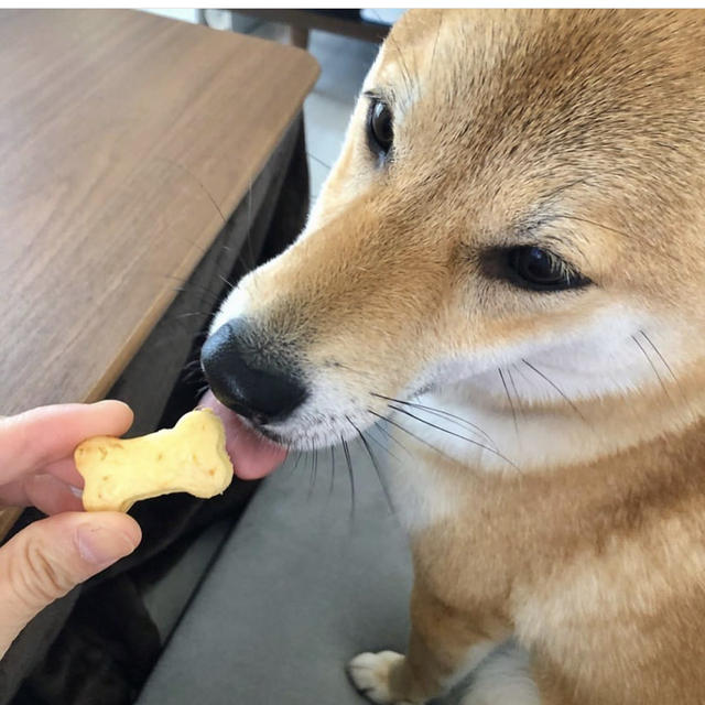 クッキー苦手なわんこも食べた!?手作りパイナップルクッキー