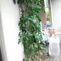 初めてのトマトづくり