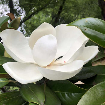 白い花
