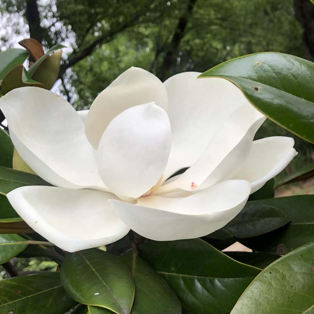 白い花