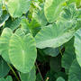スーパーで買える野菜を観葉植物に〜　一石二鳥のガーデニング