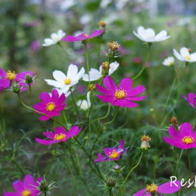 無花果ジャムと鮮やかなコスモス