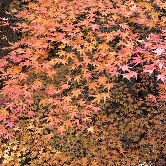 【紅葉の秋～神戸市森林植物園】