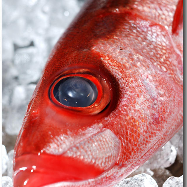 葉血引 ハチビキ 赤鯖 アカサバと呼んでいます By 魚屋三代目さん レシピブログ 料理ブログのレシピ満載