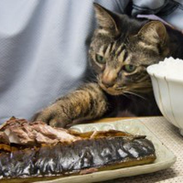 塩鯖焼いたら猫が来た