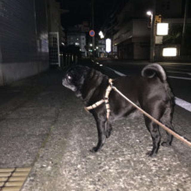 夜パグ