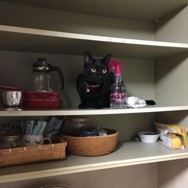 【小梅・さくら通信】猫がいる家の大掃除あるある...