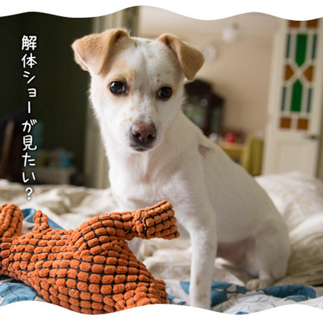 まるこ解体ショー
