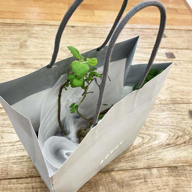 テラモ 〜テラスモール湘南で衝動買い〜