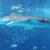 沖縄旅行2日目！美ら海水族館＆古宇利島へ