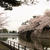 新発田城址公園の桜2016③　＜春キャベツとポテトのスープ＞