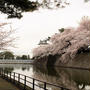 新発田城址公園の桜2016③　＜春キャベツとポテトのスープ＞