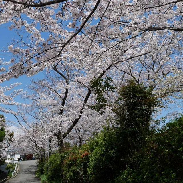 桜のトンネル#最近撮った写真は