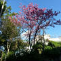 沖縄の桜が８分咲とキッパリ言ったばかりなのに・・・スマンありゃウソだった