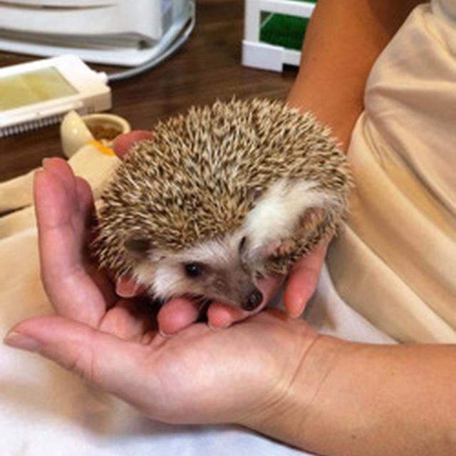 わさびちゃん帰る（泣）