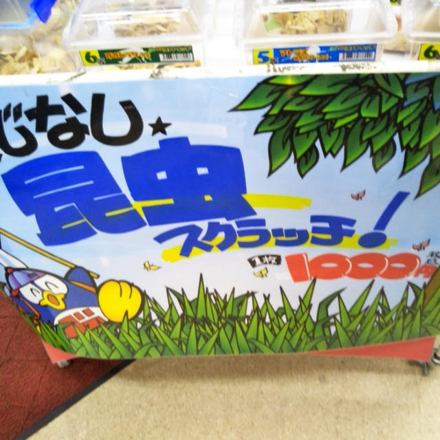 昆虫スクラッチ☆ドン・キホーテでカブトムシ