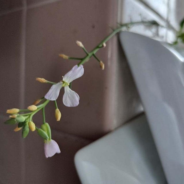 台所で大根の花が咲きました!