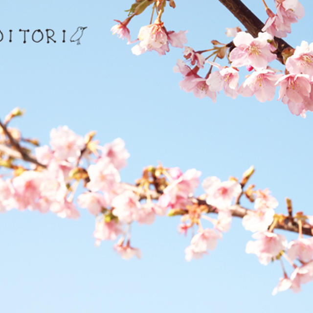河津桜と、お弁当