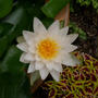 ヒメスイレンの花、今年の3輪目#最近撮った写真は