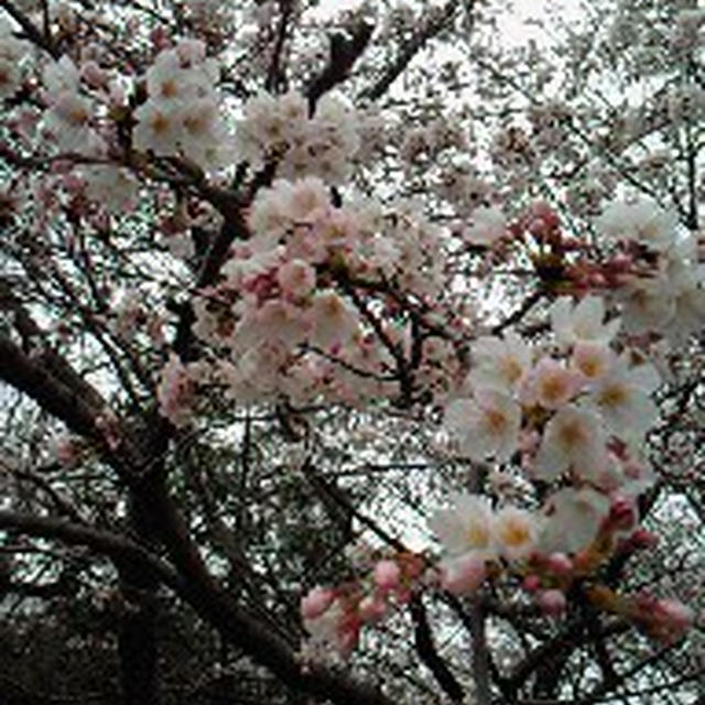昨日はなにしてたんだっけ？