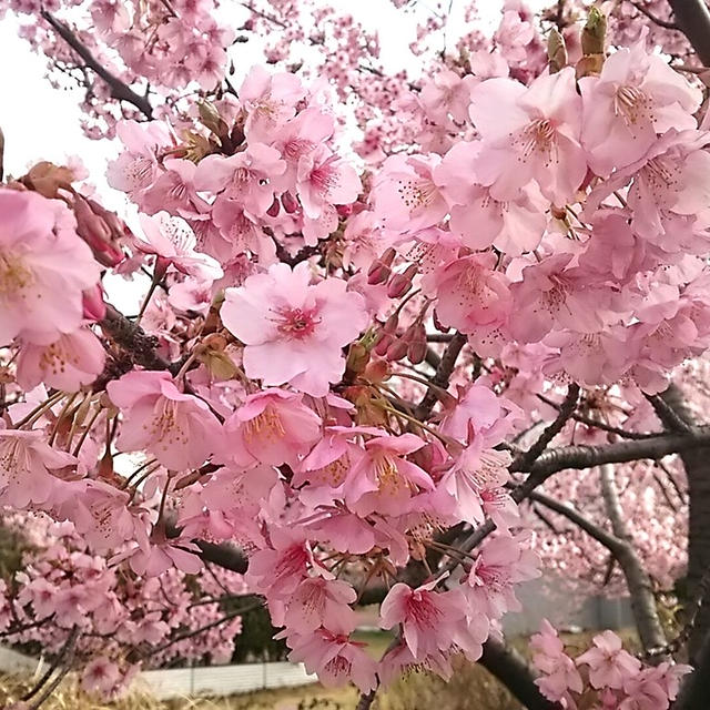 ☆公園と桜☆