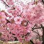 ☆公園と桜☆