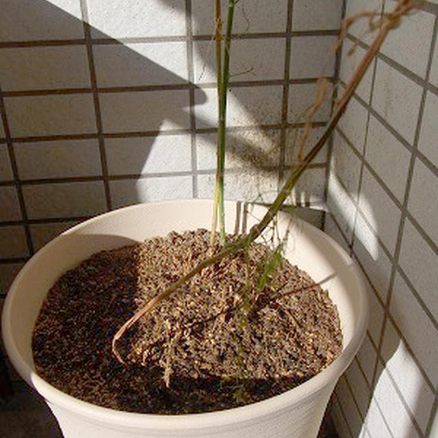 アスパラだめだな