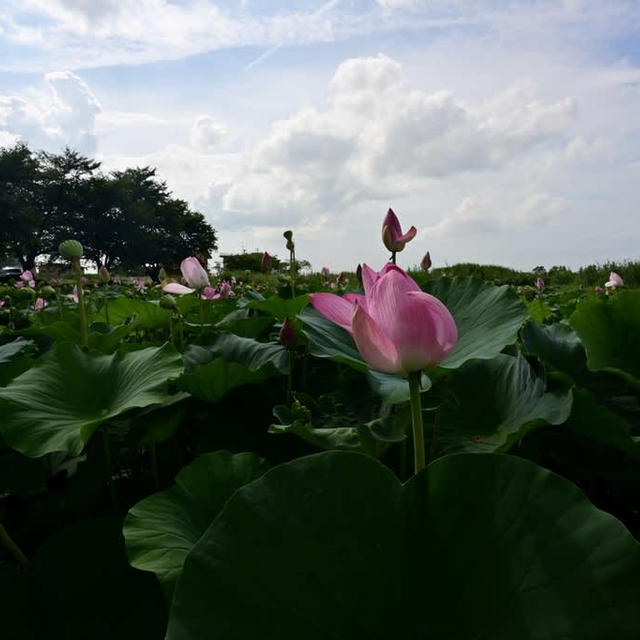 福島潟も暑かったです⭐︎