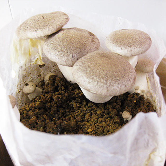 豚ロースのカツレツと松山揚げと小松菜のおひたし