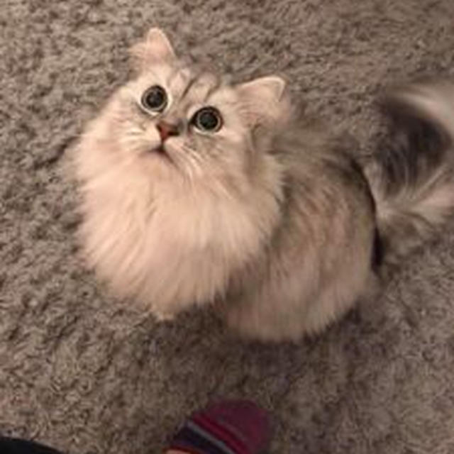 【大切な猫ちゃんのための猫飯】