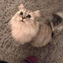 【大切な猫ちゃんのための猫飯】