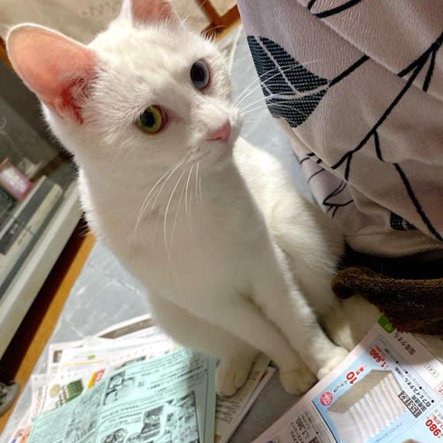 今夜は冷える〜ミルコは妖術使い？