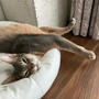 飼い主より遅く起きる猫さん
