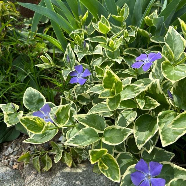 庭のお花たち
