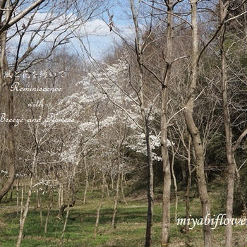 木立の中の春 ネコノメソウとそっくりさん　寺家ふるさと村 花散策 3