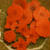 Flower Made of Carrot/人参のお花/แกะสสักแครอท