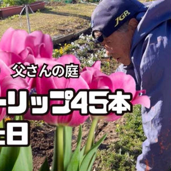 【父さんの庭】45本のチューリップを植えました。