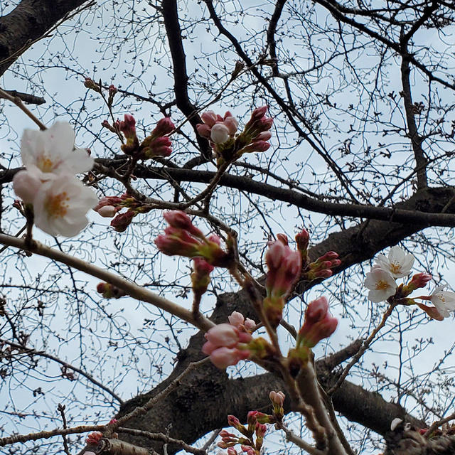 水曜日：桜が咲き始めました