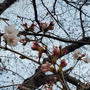 水曜日：桜が咲き始めました