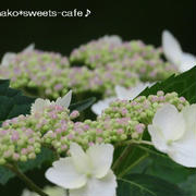 ＊山の紫陽花ロード②帰り道＊
