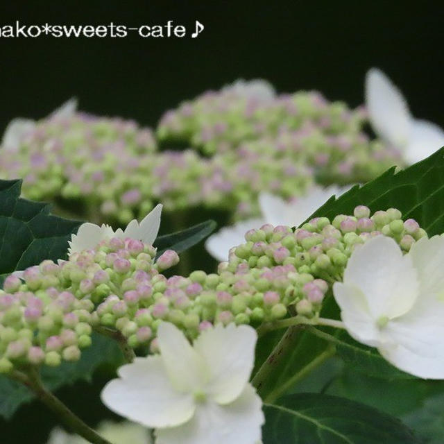 ＊山の紫陽花ロード②帰り道＊