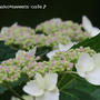 ＊山の紫陽花ロード②帰り道＊