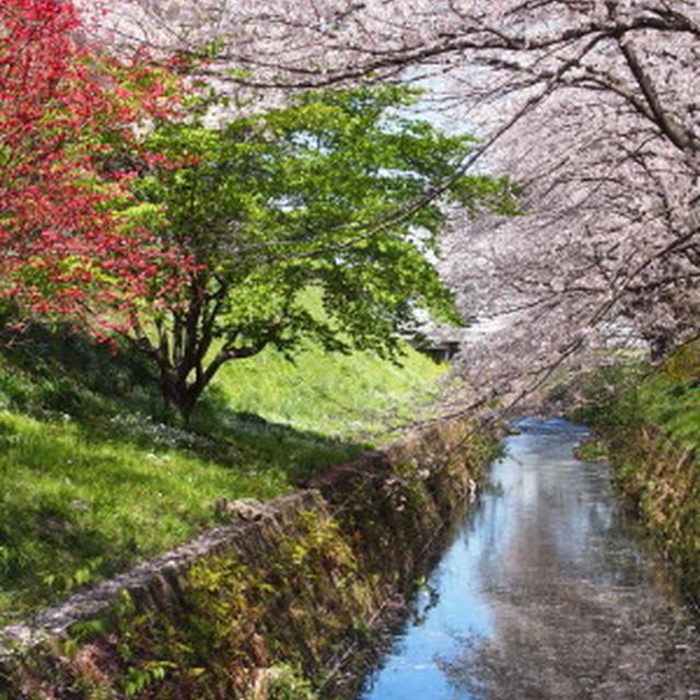 桜色の中　de　プチプチランチ。。。