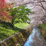 桜色の中　de　プチプチランチ。。。