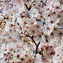 【Instagram】Ohanami2018#satte #幸手 #幸手権現堂 #お花見 #spring #cherryblossom #ohanami #spring