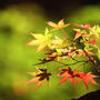 花貫渓谷の紅葉
